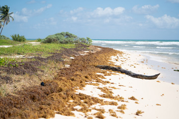 Recogiendo sargazo de la playa