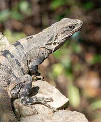 Iguana al sol