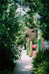 Luscious green walkway