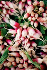 Farmers Market Radishes