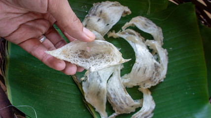 Close up of Edible or  swiftlet bird nest.
