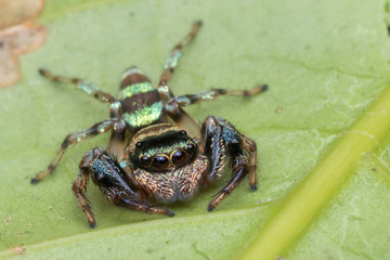 Beautiful Jumping Spider on green leaves of Sabah, Borneo