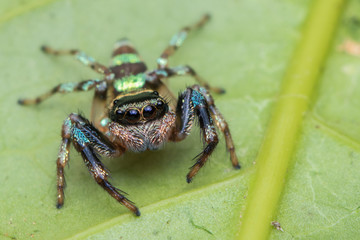 Beautiful Jumping Spider on green leaves of Sabah, Borneo