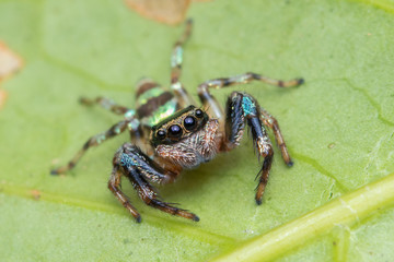 Beautiful Jumping Spider on green leaves of Sabah, Borneo