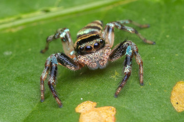 Beautiful Jumping Spider on green leaves of Sabah, Borneo