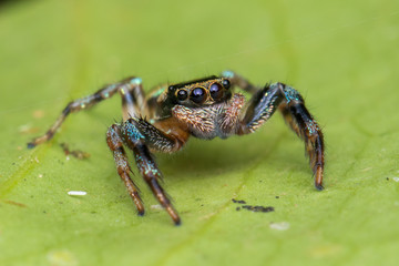 Beautiful Jumping Spider on green leaves of Sabah, Borneo