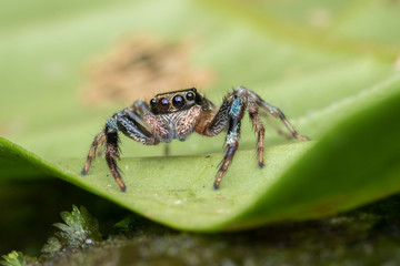 Beautiful Jumping Spider on green leaves of Sabah, Borneo