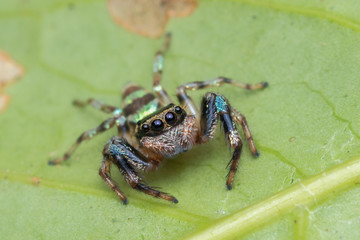 Beautiful Jumping Spider on green leaves of Sabah, Borneo