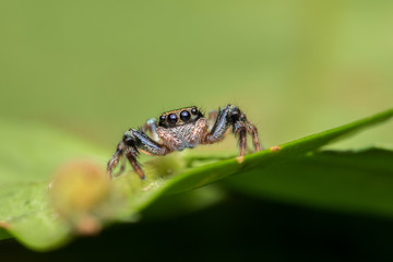 Beautiful Jumping Spider on green leaves of Sabah, Borneo