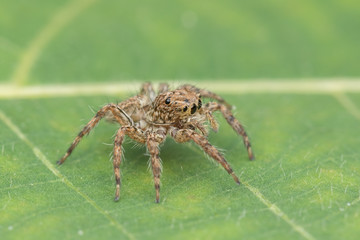 Beautiful Jumping Spider on green leaves of Sabah, Borneo