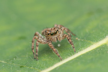 Beautiful Jumping Spider on green leaves of Sabah, Borneo