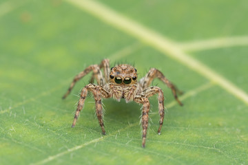 Beautiful Jumping Spider on green leaves of Sabah, Borneo