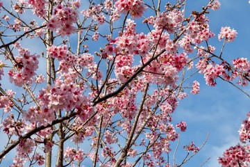 cherry blossoms on branches against blue sky