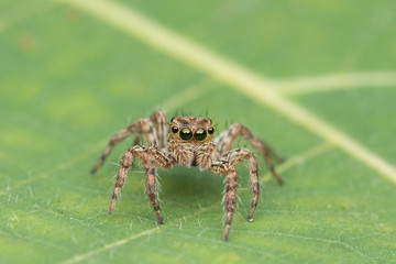 Beautiful Jumping Spider on green leaves of Sabah, Borneo