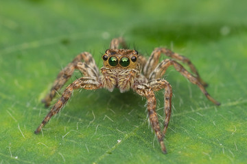 Beautiful Jumping Spider on green leaves of Sabah, Borneo