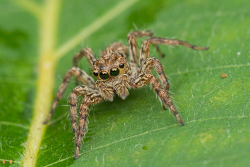 Beautiful Jumping Spider on green leaves of Sabah, Borneo