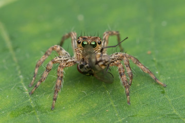 Beautiful Jumping Spider on green leaves of Sabah, Borneo