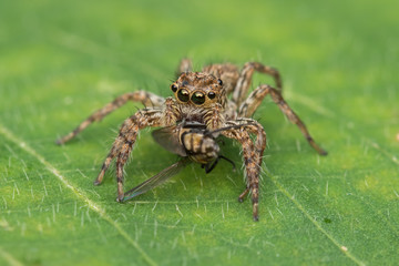 Beautiful Jumping Spider on green leaves of Sabah, Borneo