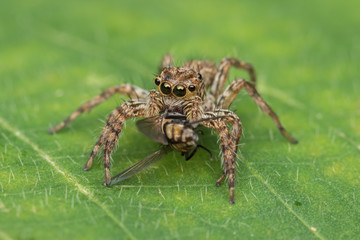 Beautiful Jumping Spider on green leaves of Sabah, Borneo
