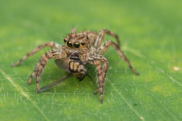 Beautiful Jumping Spider on green leaves of Sabah, Borneo