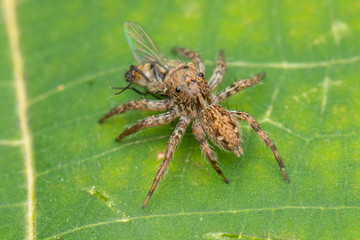 Beautiful Jumping Spider on green leaves of Sabah, Borneo