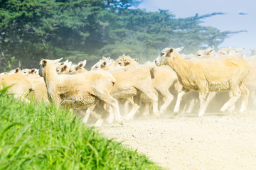 Through dust and haze kicked up a farmer with sheep dogs moves a flock of sheep