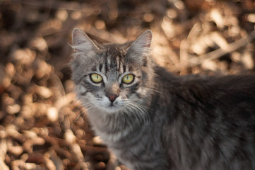 closeup portrait of a yellow-eyed cat