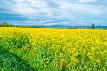 Obraz premium Expansive fields of bright green and yellow canola oil plants