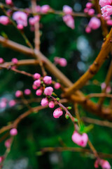 Spring blossom. Pink flowers of cherry plum tree.