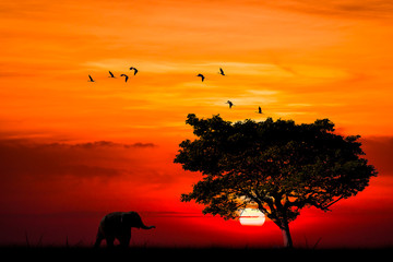 Silhouette with little elephant walking by step in nature with big tree big bird flying and sunset...
