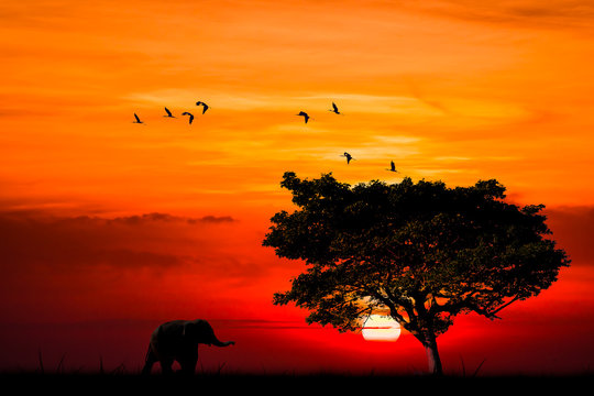 Silhouette with little elephant walking by step in nature with big tree big bird flying and sunset sky background