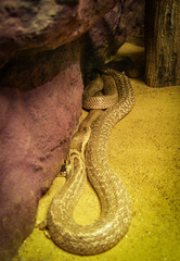Indochinese or monocellate cobra lying on ground / Snake Naja kaouthia