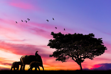 Fototapeta na wymiar Silhouette tracking elephant in nature with little elephants with big tree big bird flying and twilight sky background.
