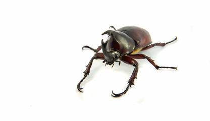 Rhinoceros Beetle isolated on white / Dynastinae beetle