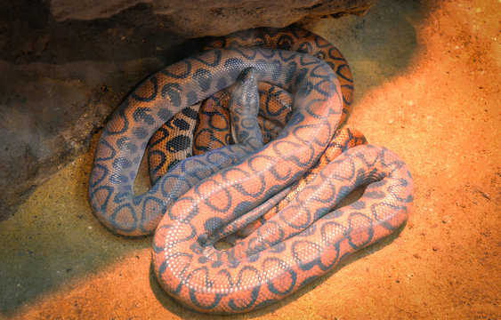 Snake of brazilian rainbow boa lying on ground / Epicrates cenchria cenchria