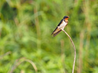 Red rumped Swallow Birds on the branches