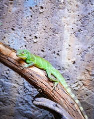 Naklejka na ściany i meble Chinese Green Water Dragon on branch tree