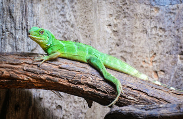 Chinese Green Water Dragon on branch tree