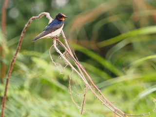 Red rumped Swallow Birds on the branches