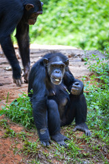 Chimpanzee monkey sitting on ground eating fruit in the national park