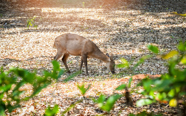 Female Eld's deer eating grass in the wildlife sanctuary / Thamin deer