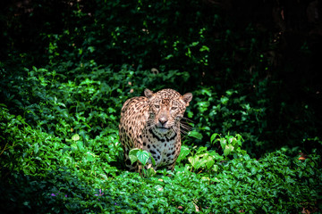 Tiger leopard jaguar animal wildlife hunting