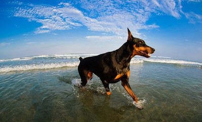 Doberman Pinscher dog running through ocean water