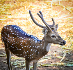 Young spotted deer in the wildlife sanctuary / Other names Cheetal - Axis deer