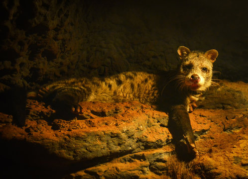 Spotted civet lying on rock in the cave at night / African Civettictis Genet cat