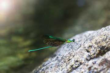 Beautiful green damselflies on a rock in waterfall ,Thailand. Common Green Broadwing