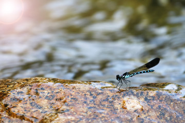 Beautiful green damselflies on a rock in waterfall ,Thailand. Heliocypha biforata