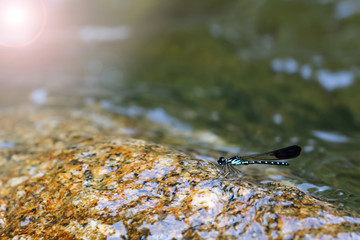 Beautiful green damselflies on a rock in waterfall ,Thailand. Heliocypha biforata