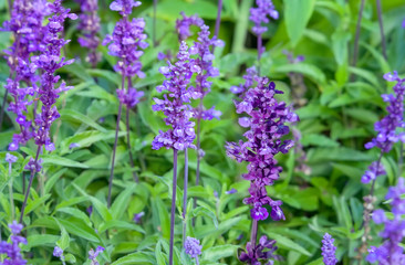 Salvia officinalis (garden sage) blooming in the garden.