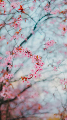 Spring blossom tenderness. Pink flowers of cherry plum tree on background of blue sky
